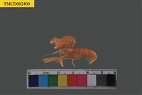 藏品(短脊鼓蝦)的圖片